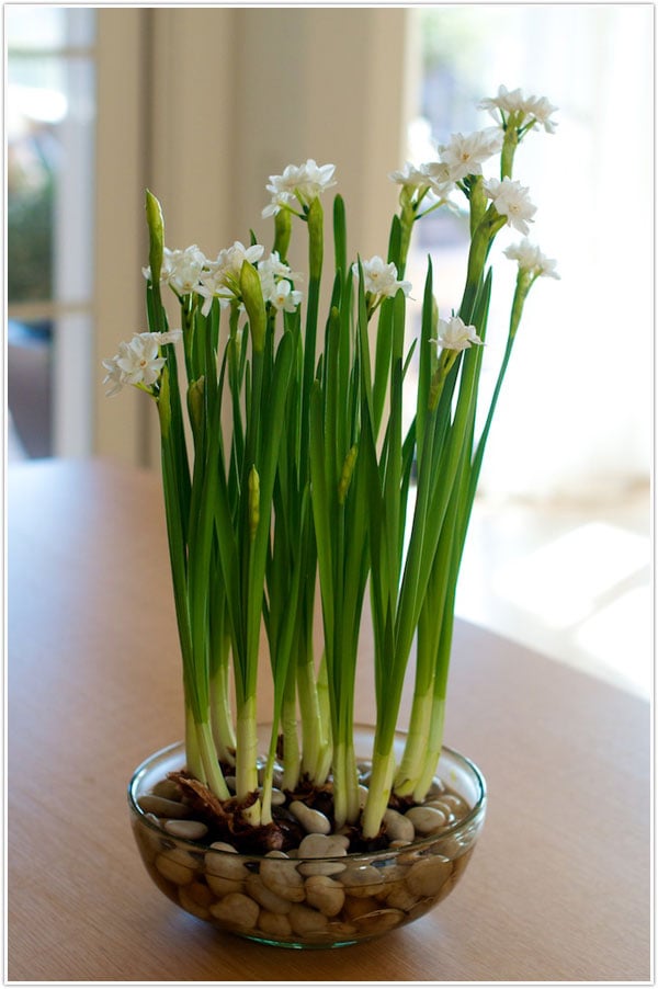 How_To_Grow_Paperwhites