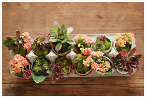 eggs egg shell succulents planters for easter