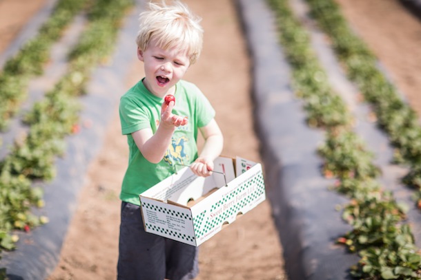 Berry Picking with the Kids | Carrie Ryan for Camille Styles
