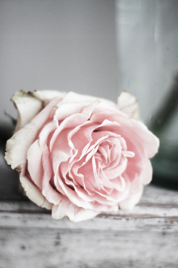 Roses, photo from By Mildred | Camille Styles