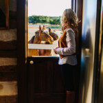 Feeding Horses