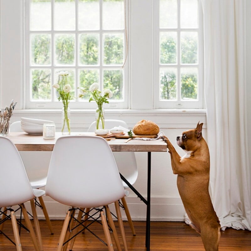 entertaining with juley le - dog and dinner party
