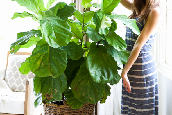 how to take care of houseplants