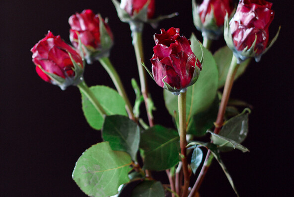 Easy Halloween DIY: Wax Dipped Flowers