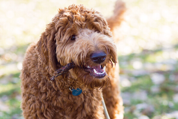 cutest goldendoodle ever