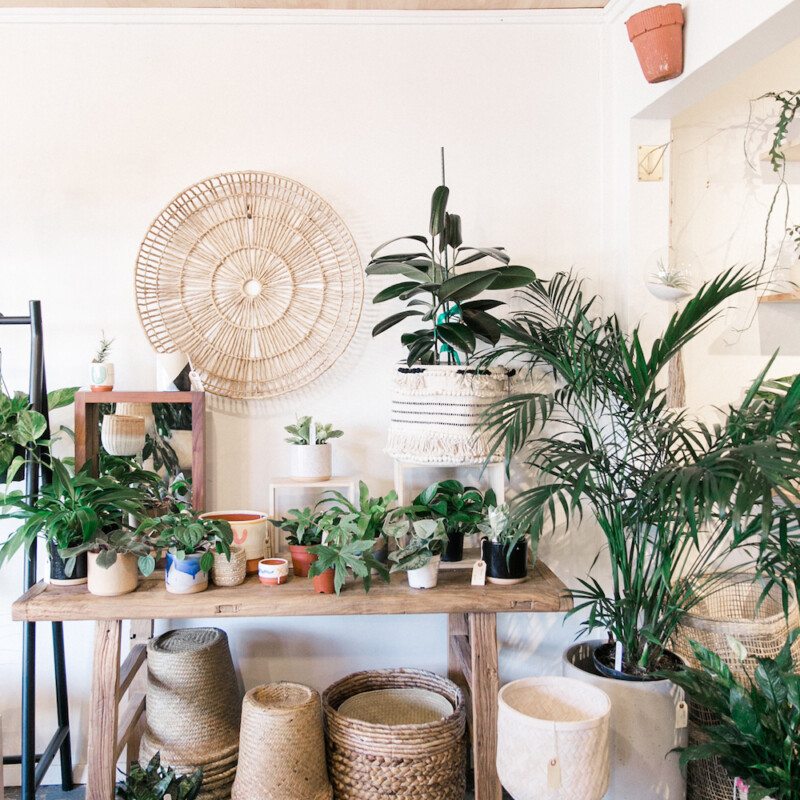 frond, plant, shop, summer, greenery