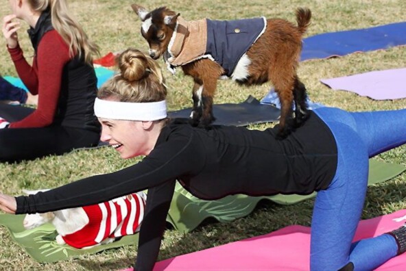 goat yoga austin texas