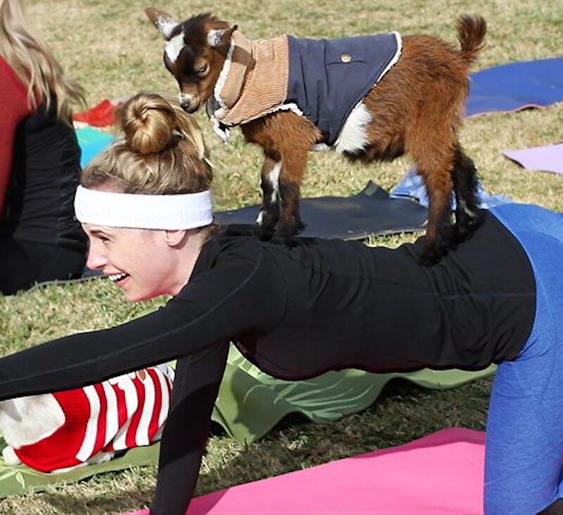 Yoga with baby goats at Museum of Appalachia