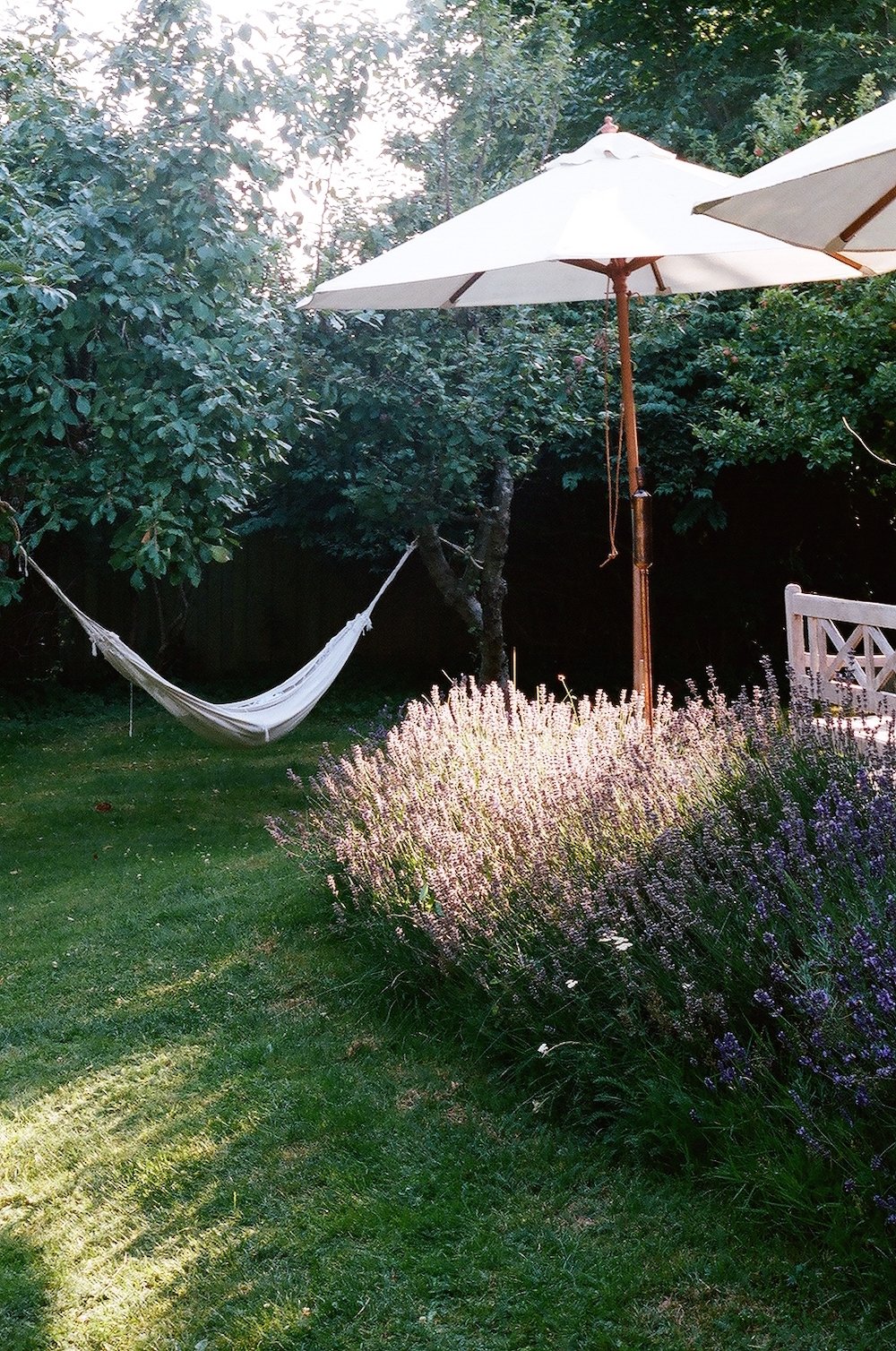 lavender in julie pointer adams's garden