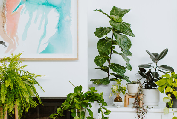 indoor plants, best houseplants, toxins