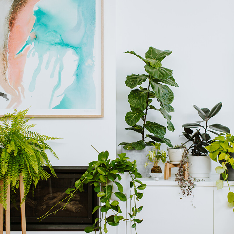 indoor plants, best houseplants, toxins