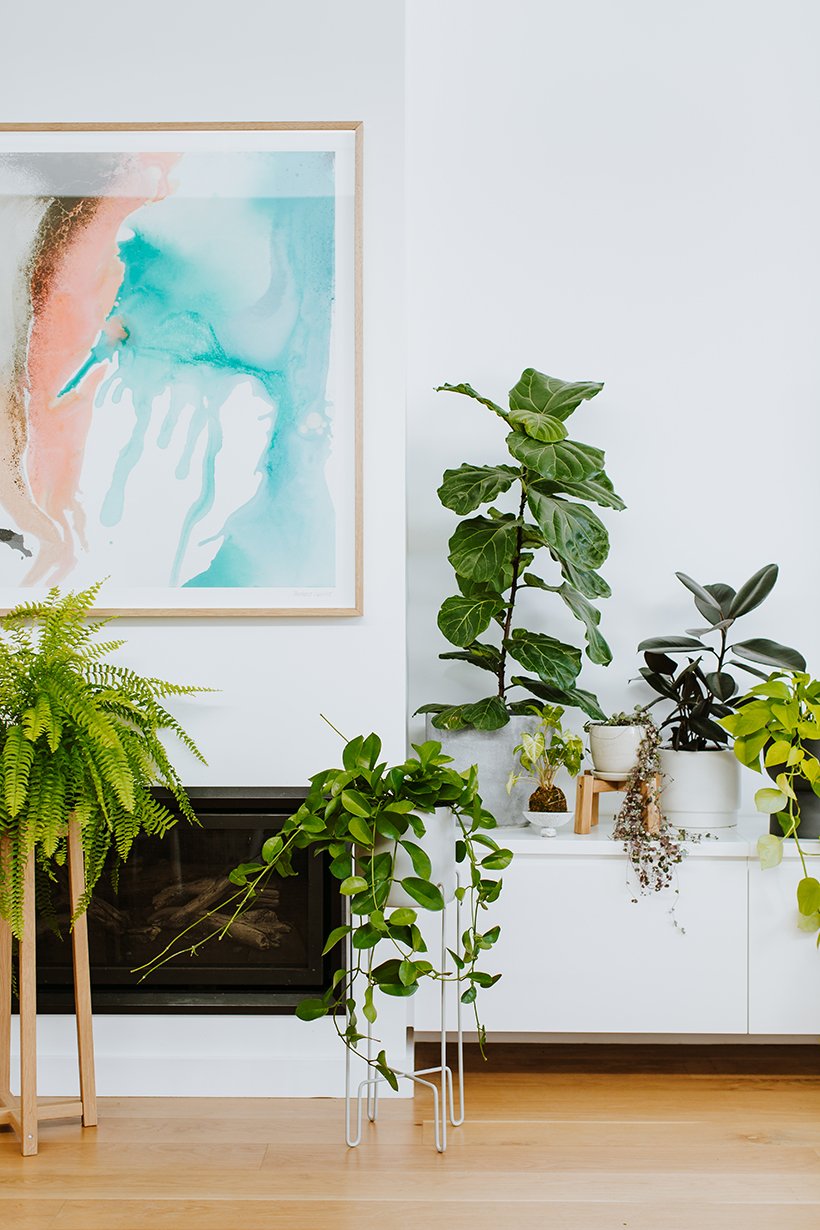 indoor plants, best houseplants