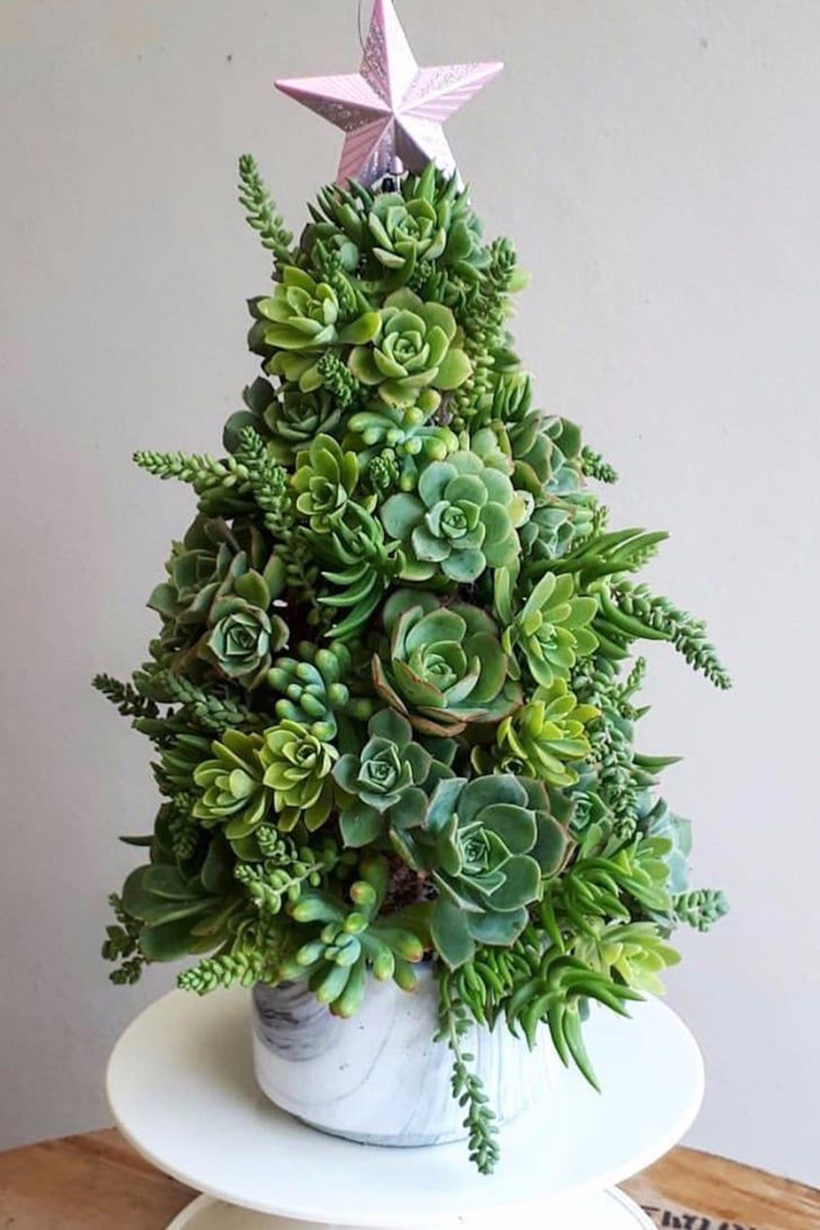 Succulent Christmas Tree by Living Bunch