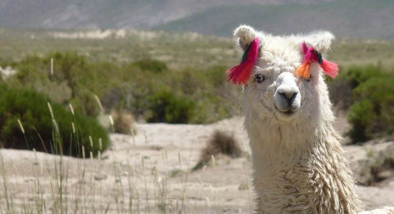 Llamas Wearing Knitwear in Peru