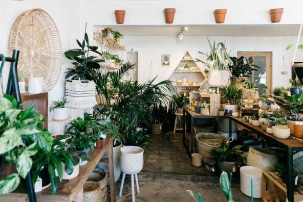 Frond Plant Shop in Austin