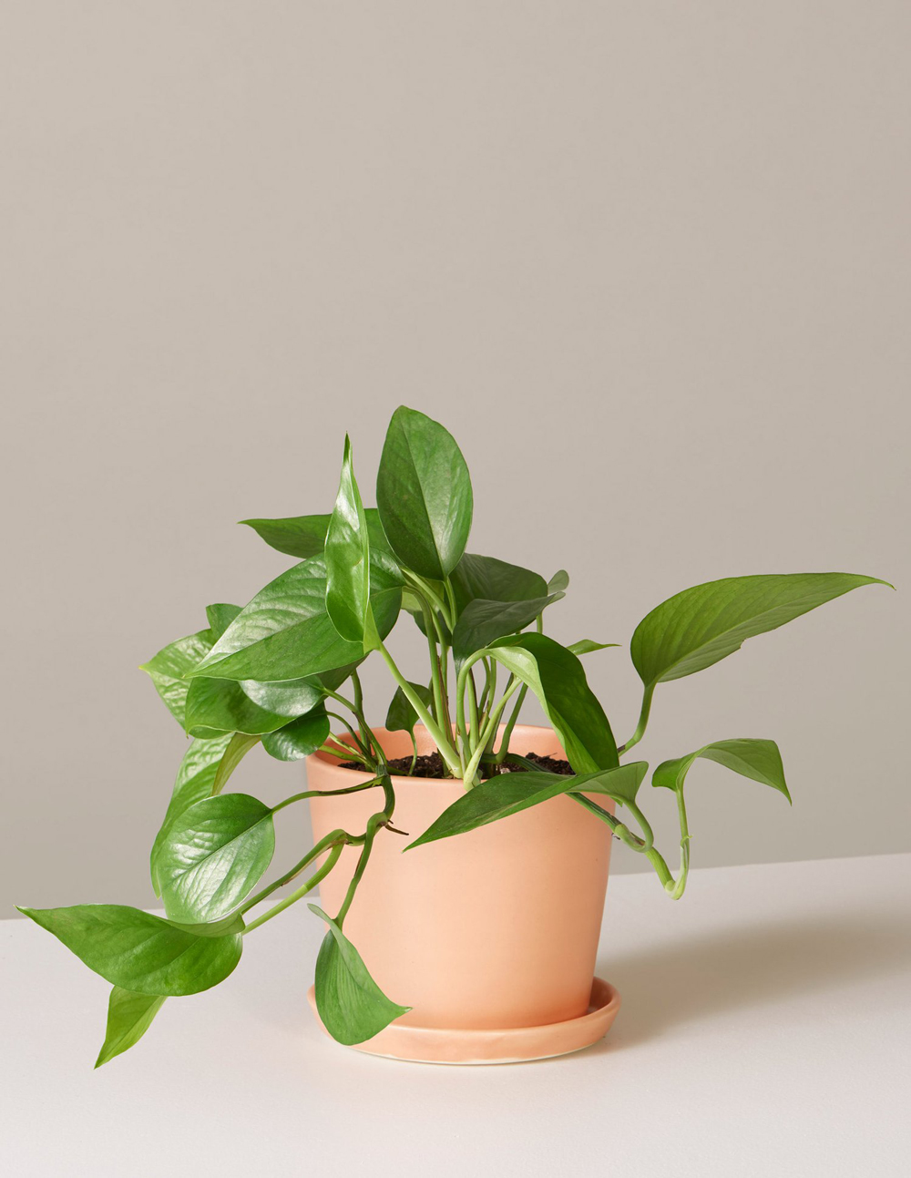 the sill pothos plant