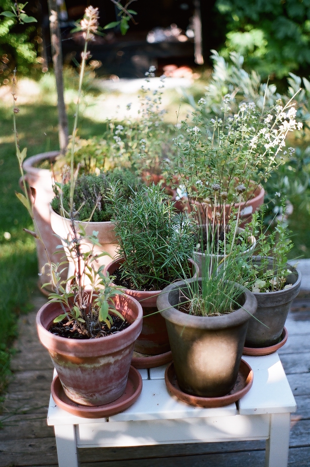 plants, pots, garden, outside