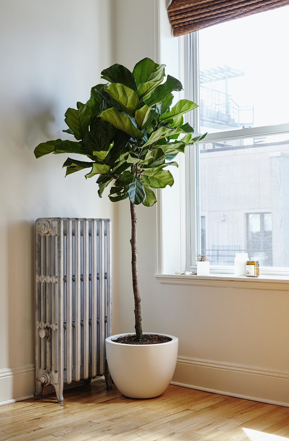 TheSill Fiddle Leaf Fig