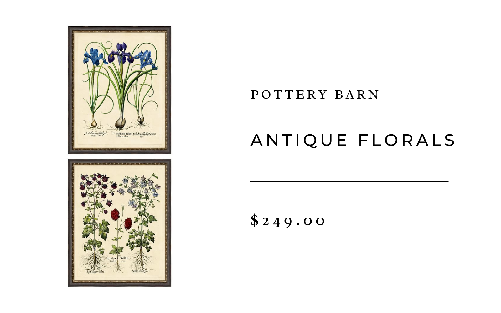pottery barn antique floral print