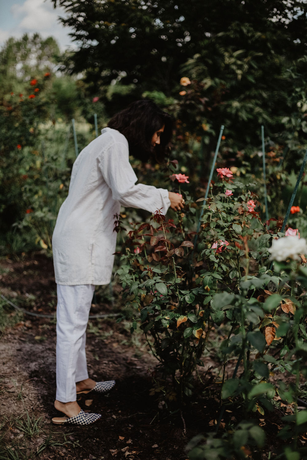trishala bhansali picking roses