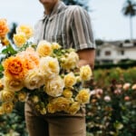 gorgeous orange and yellow roses