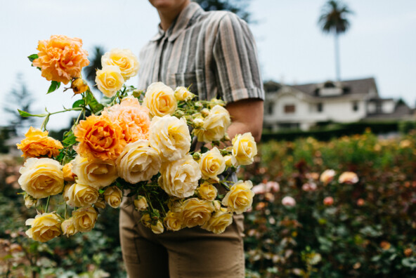 gorgeous orange and yellow roses