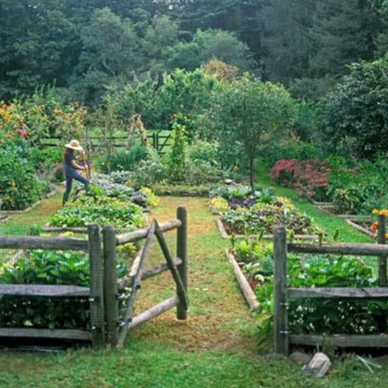 beautiful kitchen garden with vegetables and herbs