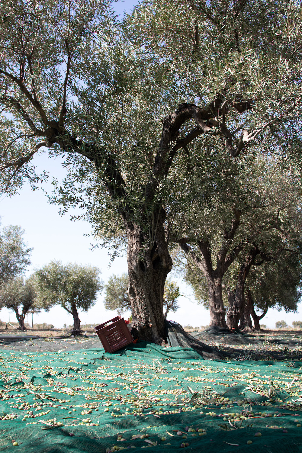The truth about olive oil from Italy – EXAU Olive Oil