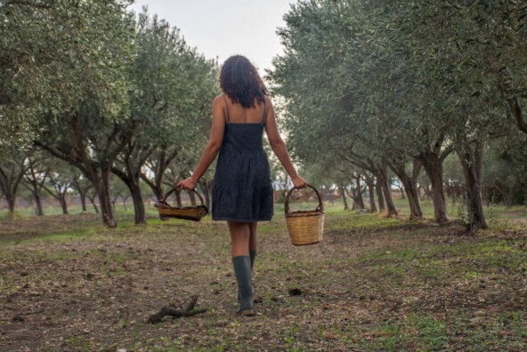 exau olive oil trees in calabria