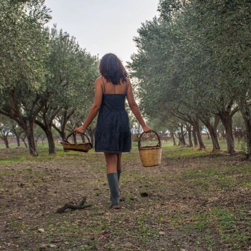 exau olive oil trees in calabria