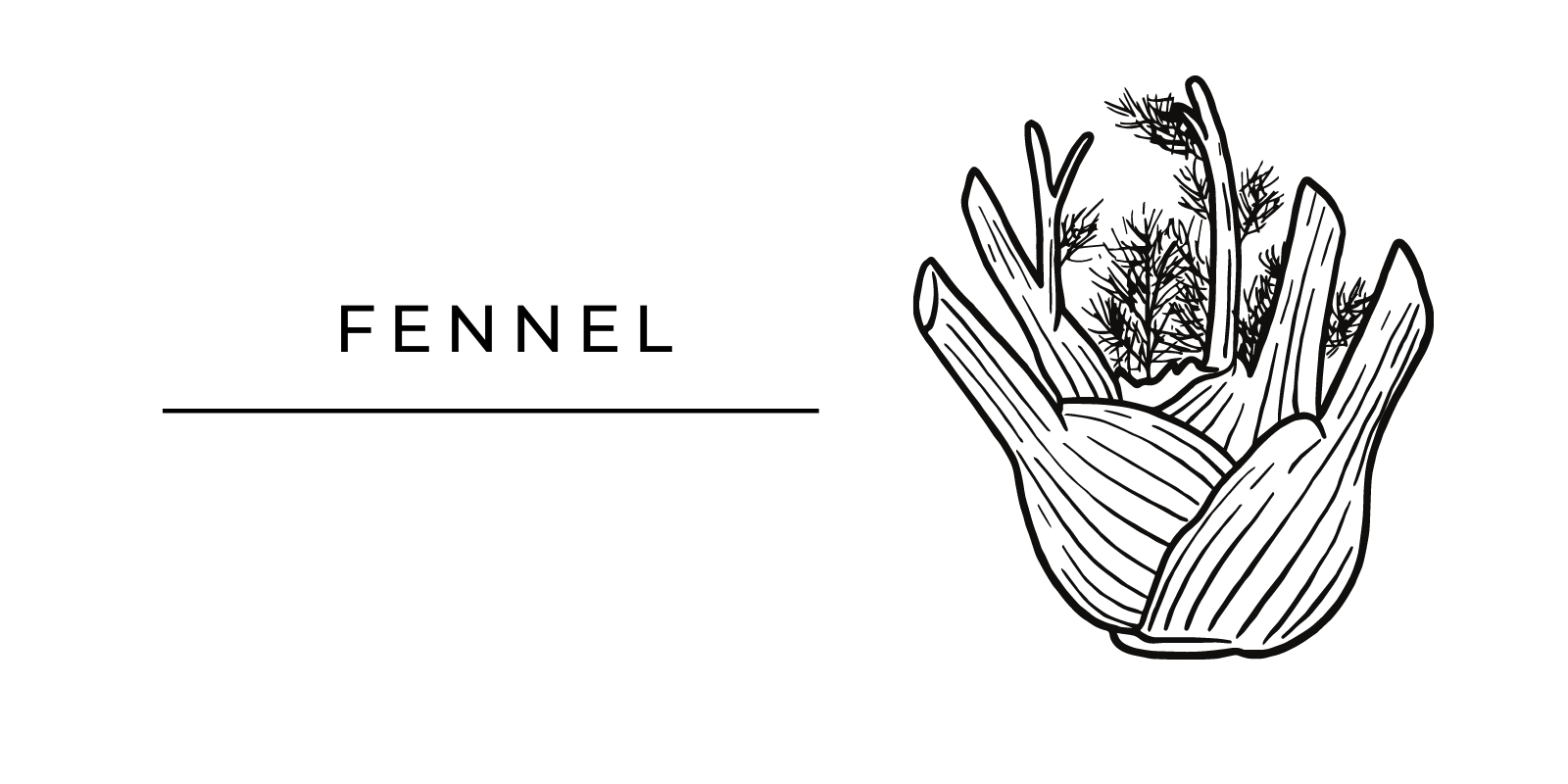 Seasonal Produce Fennel