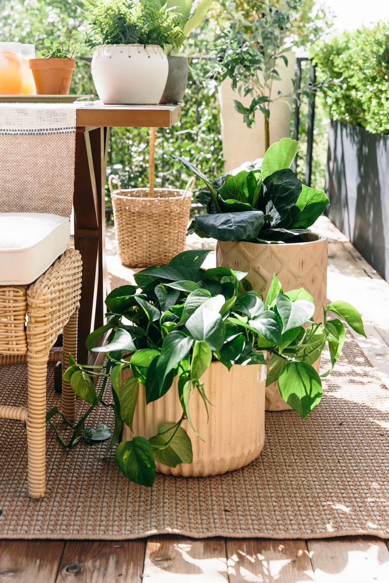 Pretty Plants in Pot for Mother's Day Brunch