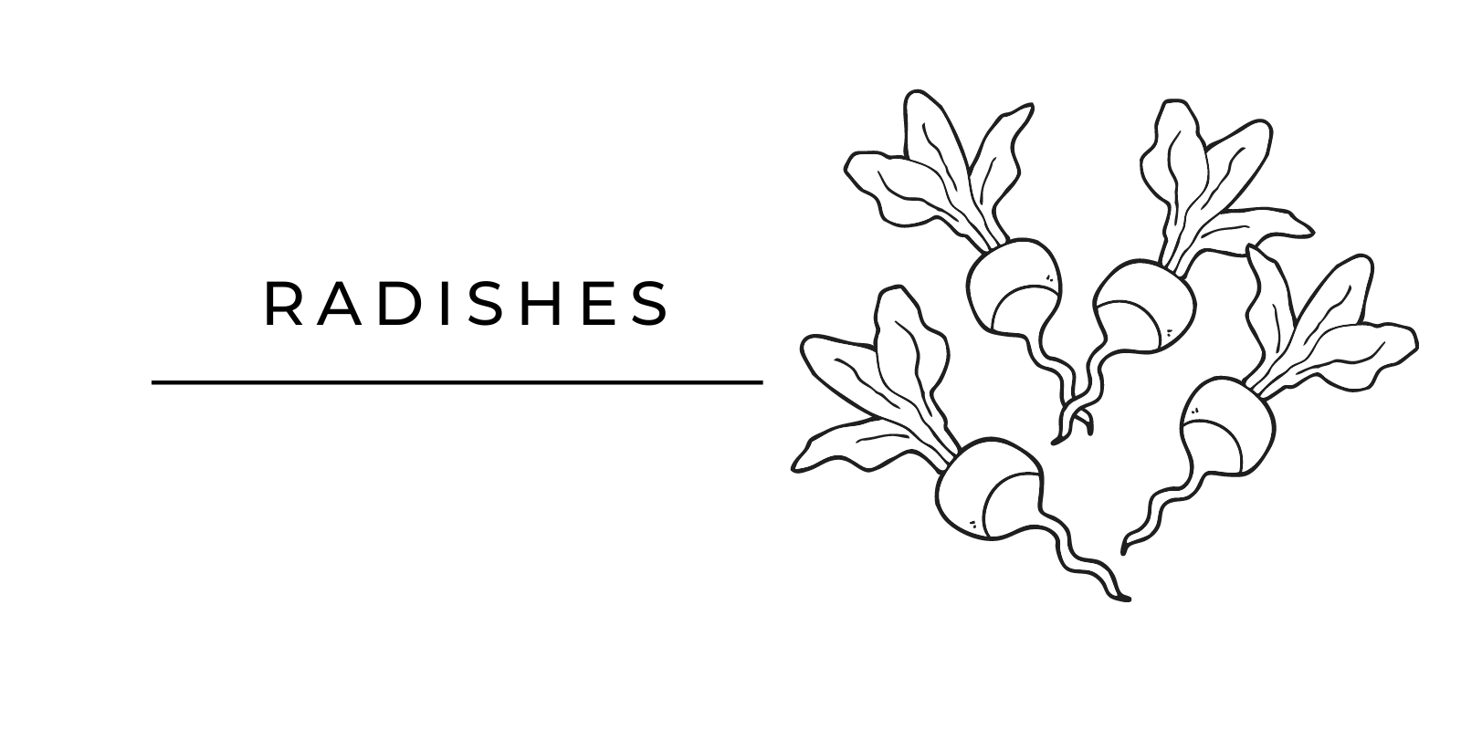 Seasonal Produce Radishes
