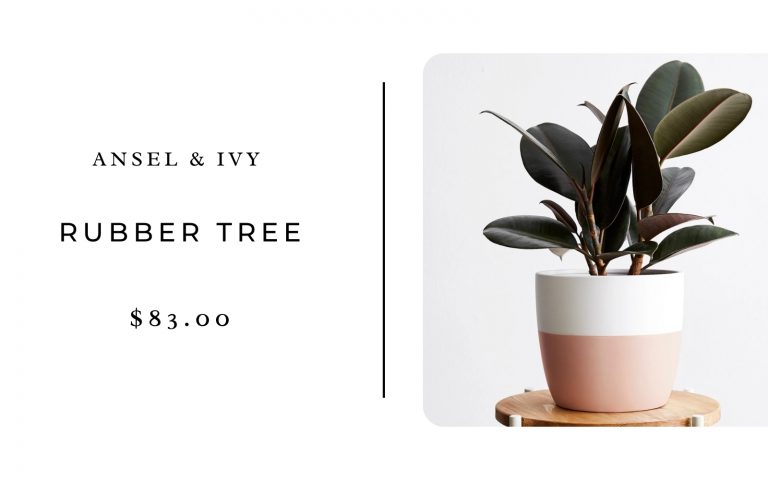 Ansel & Ivy Potted Rubber Tree