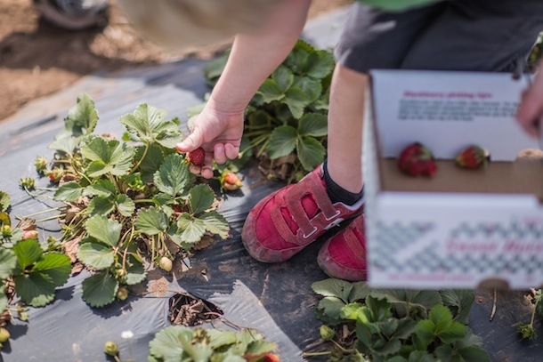 go berry picking - summer bucket list ideas for things to do when you're bored