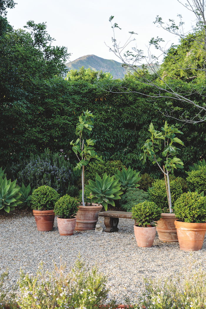 Lush Life image of potted plants