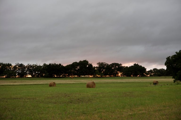 field of fireflies - summer bucket list