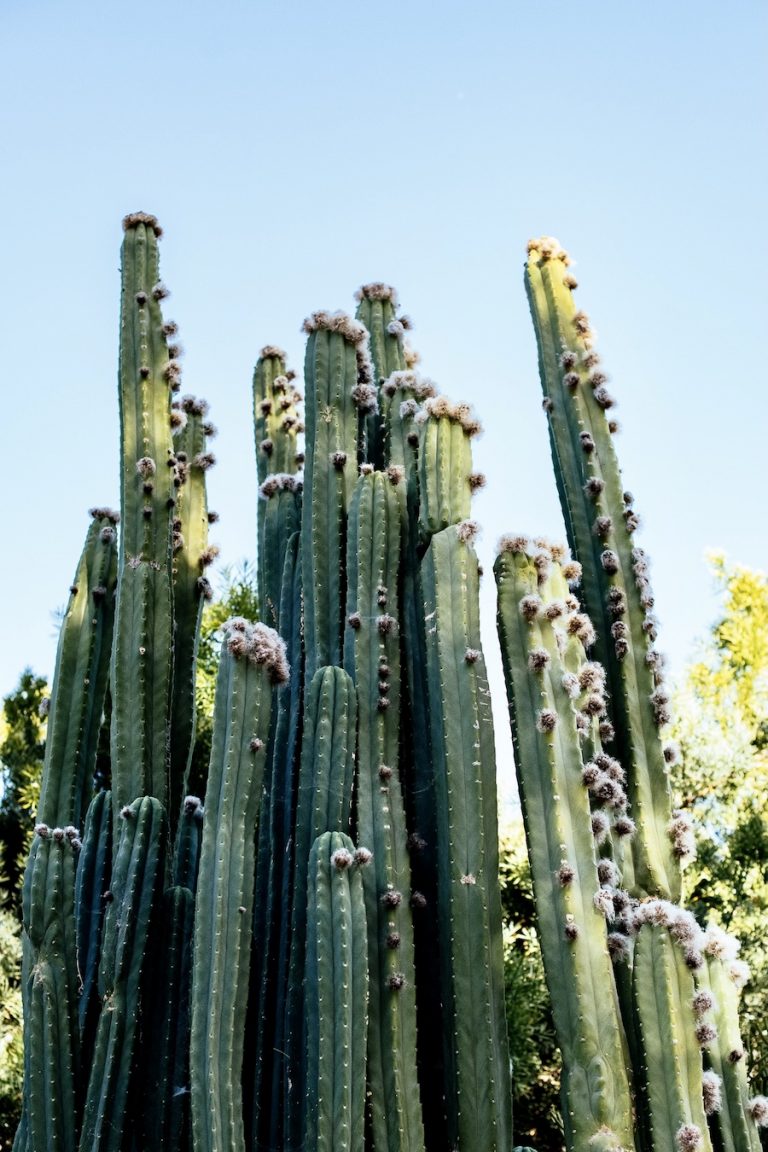 cactus at plumcot farm in malibu