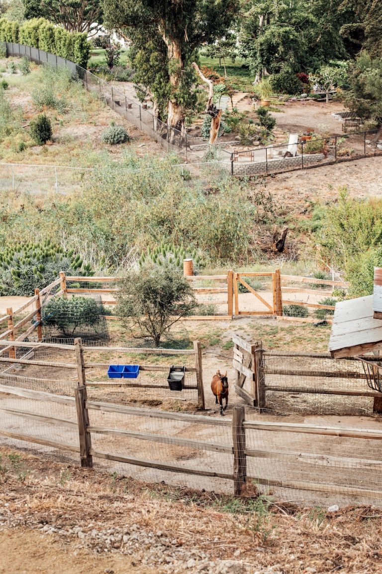 goats at malibu farm