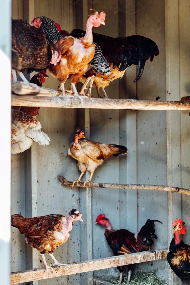 chickens at the farm