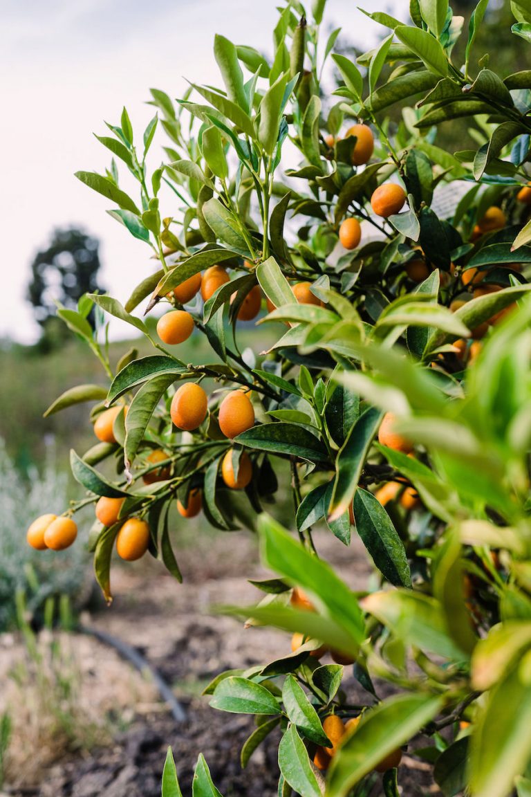 Orange trees - Modern Patio - Home of Helene Henderson - Malibu Farm