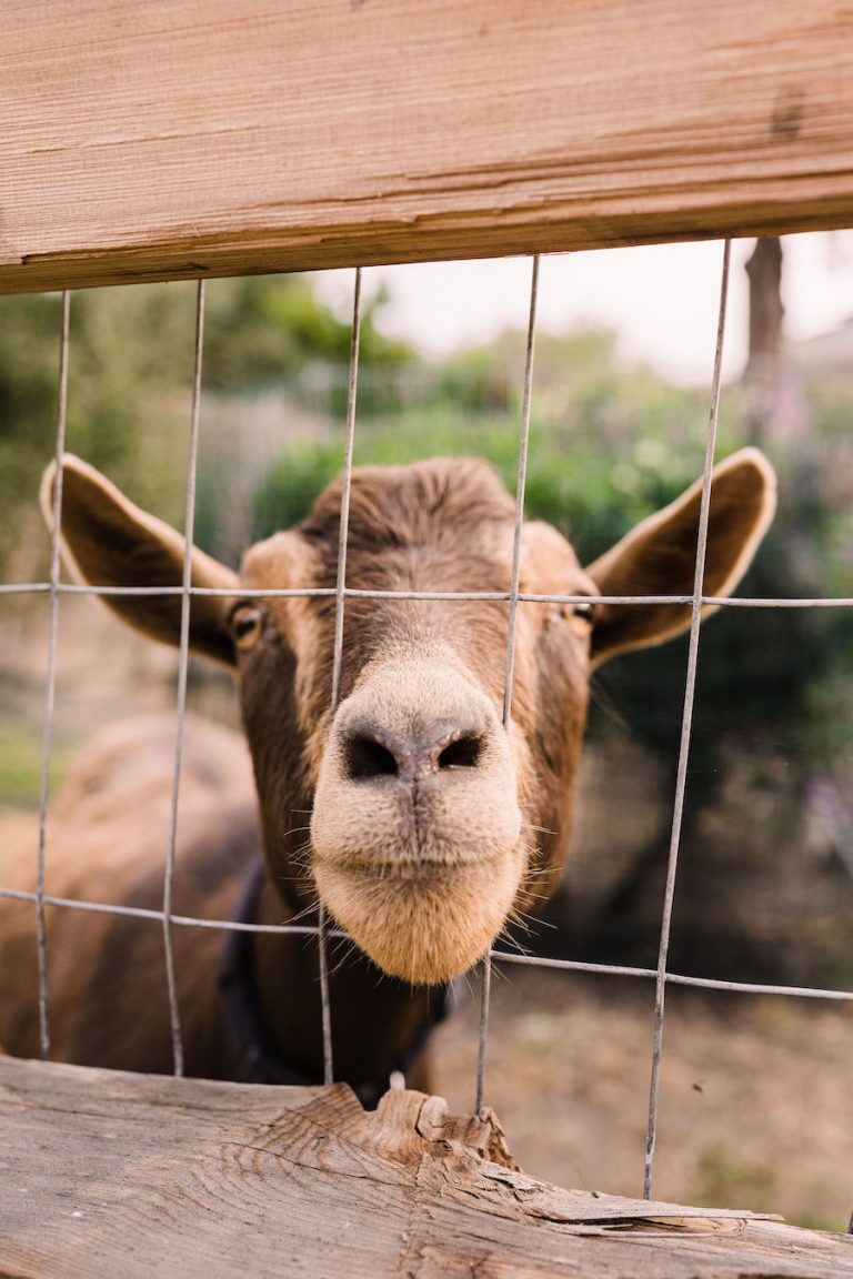 goats - malibu farm