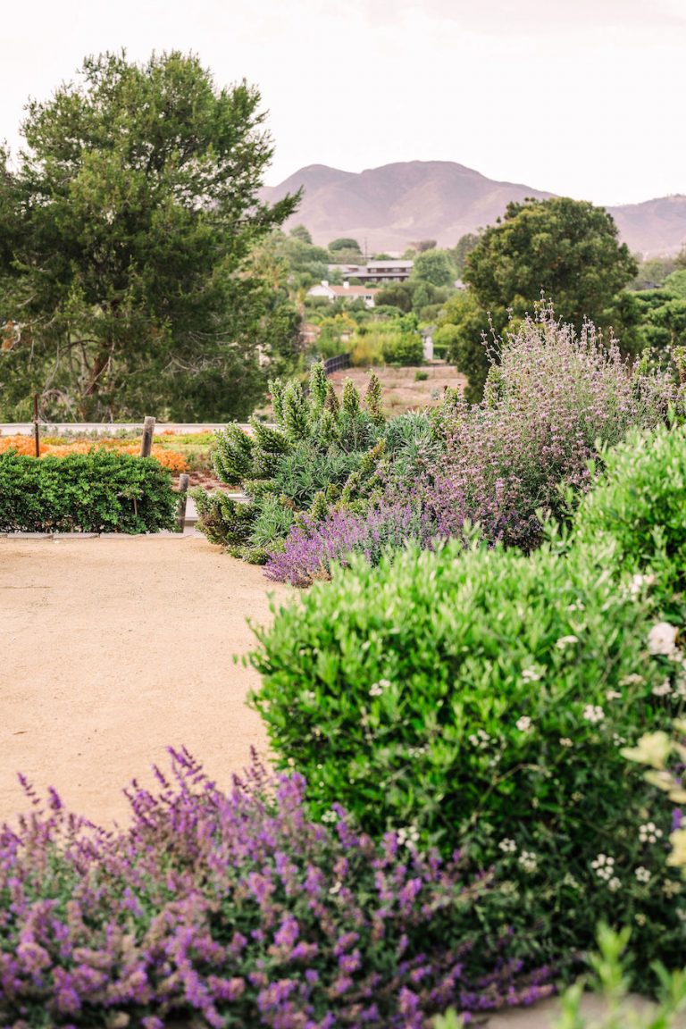 lavender rosemary garden - helene henderson home