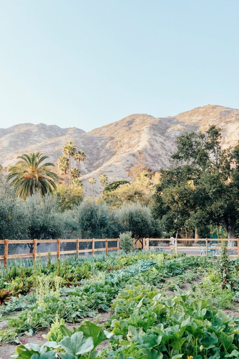 Plumcot Farm in Malibu, palm trees, mountains