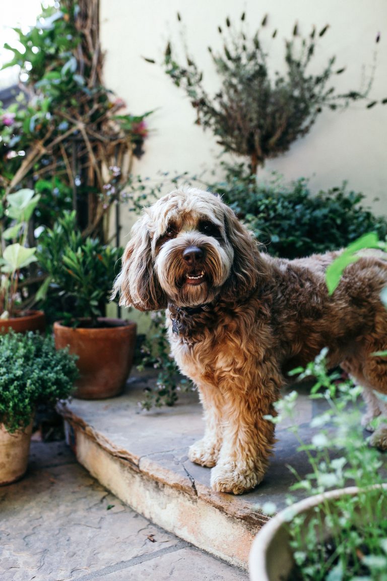 Valerie Rice dinner party in Santa Barbara, dog, pet