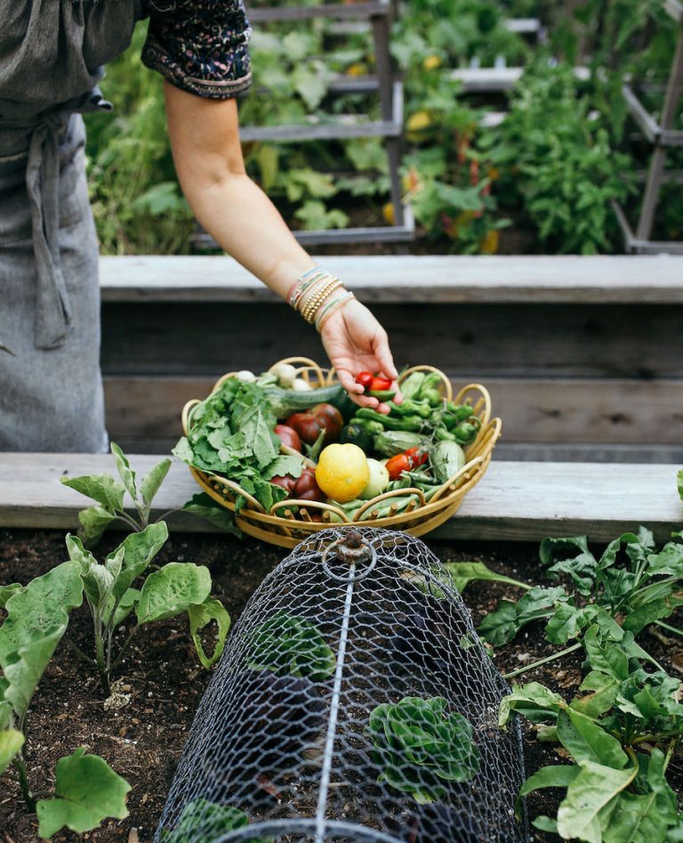 Valerie Rice dinner party in Santa Barbara, vegetable garden, summer produce, veggies