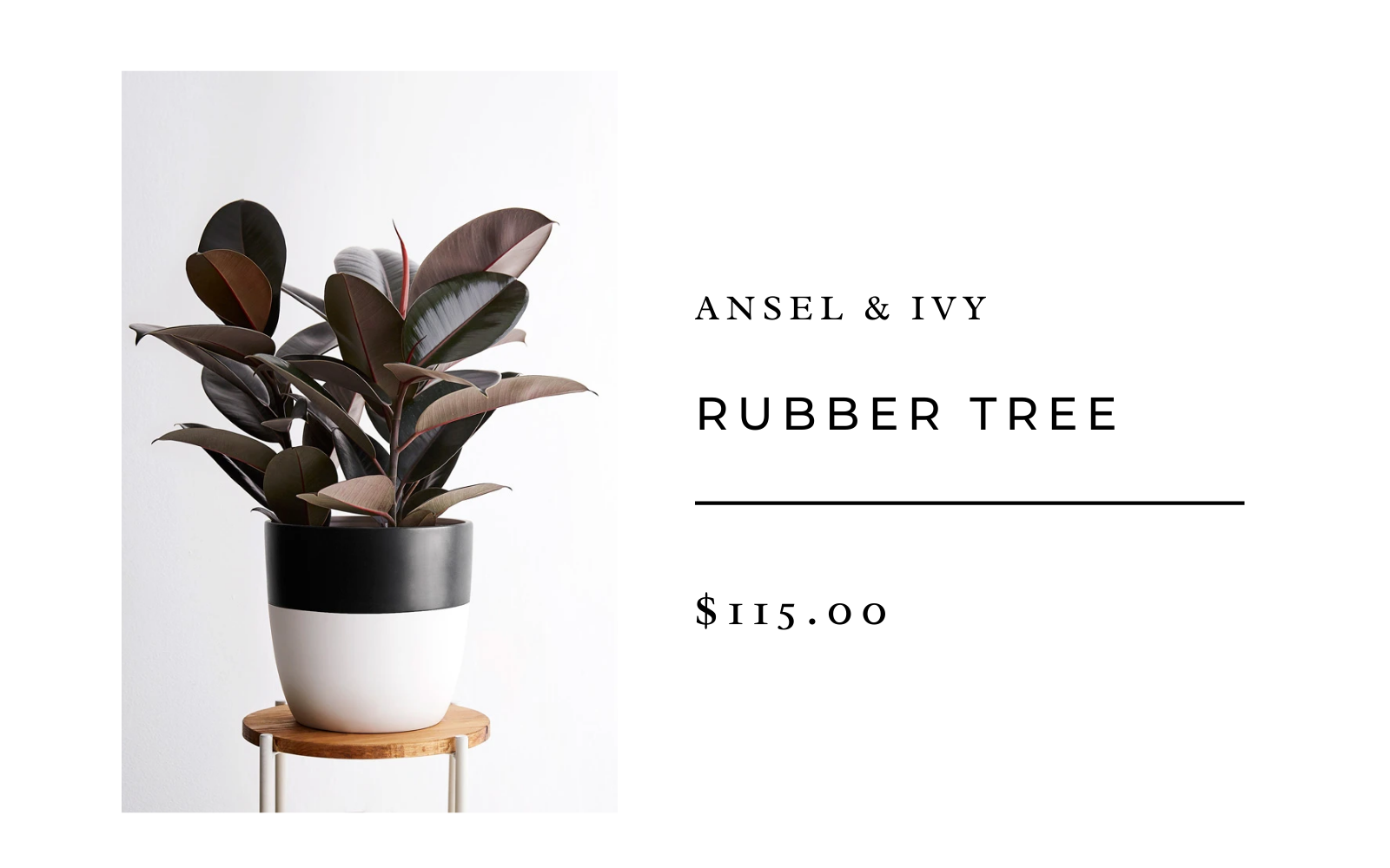 rubber tree