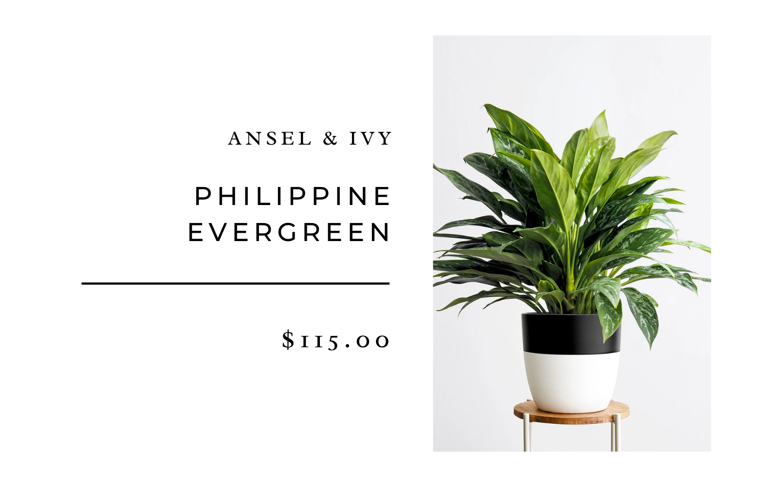 phillipine evergreen