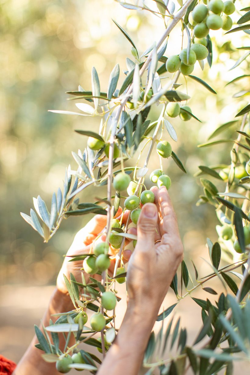 Carolina Burreson_California Ripe Olive