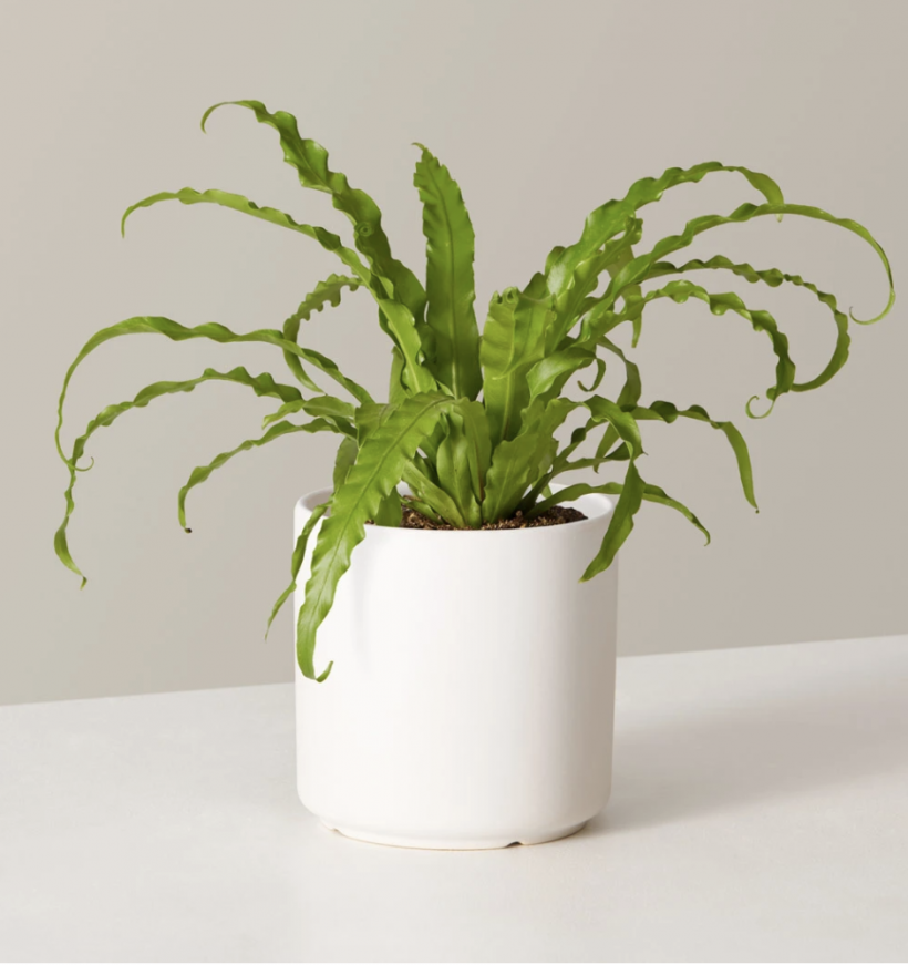 20 of the Best Low-Light Indoor Plants for Your Space